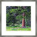 Pine At Rocky Mountain National Framed Print