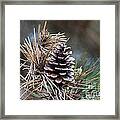 Pine Cone 20120415_11a Framed Print