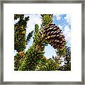 Pine Cone Growing On A Twig, Ancient Framed Print
