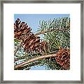 Pine Cones Framed Print