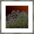 Pine Forest Framed Print