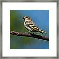 Pine Siskin Perched On A Branch Framed Print