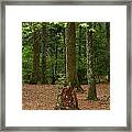 Pine Stump Framed Print