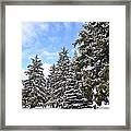 Pine Tree Haven Framed Print