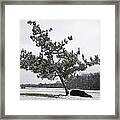 Pine Tree Framed Print