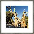 Pine Trees In Ancient Bristlecone Pine Framed Print