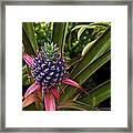 Pineapple Royal Framed Print
