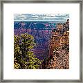 Pines And Cliffs At The Grand Canyon Framed Print