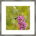 Pink And Gold Framed Print