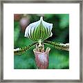 Pink And Green Lady Slipper Orchid Framed Print