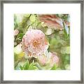 Pink And White Camillia On Green Framed Print