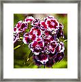 Pink And White Carnations Framed Print