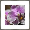 Pink And White Orchid Framed Print