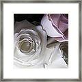 Pink And White Roses Framed Print