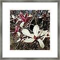 Pink And White Spring Magnolia Framed Print