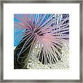 Pink Anemone Framed Print