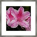 Pink Azalea Framed Print