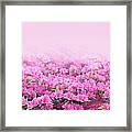 Pink Azaleas Background Framed Print