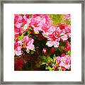 Pink Azealas Framed Print