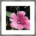 Pink Beauty Framed Print