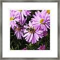 Pink Bee-auty A Framed Print