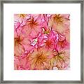 Pink Blossom Framed Print