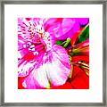 Pink Bouquet Framed Print