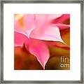 Pink Cactus Flower Abstract Framed Print