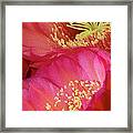 Pink Cactus Flower Bouquet Ii Framed Print