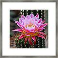 Pink Cactus Flower Framed Print