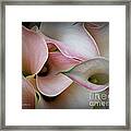 Pink Calla Lily Framed Print