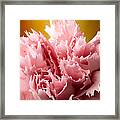 Pink Carnation Framed Print