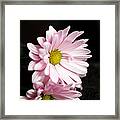 Pink Chrysanthemum Framed Print