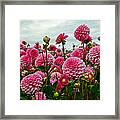 Pink Dahlia Field Framed Print