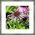 Pink Daisy Vertical Photograph Framed Print