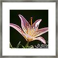 Pink Day Lily 20120615_41a Framed Print