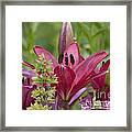 Pink Day Lily 20120618_44a Framed Print