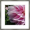 Pink Delight Framed Print