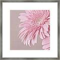 Pink Delight Framed Print