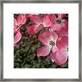 Pink Dogwood Delight Framed Print