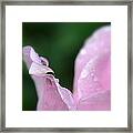 Pink Dreams Framed Print