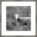 Pink Ears And Nose Framed Print