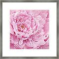Pink Feathers Framed Print