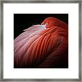 Pink Flamingo Framed Print