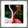Pink Flamingos - Who's The Boss? Framed Print