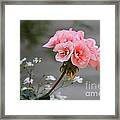 Pink Geranium Framed Print