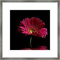 Pink Gerbera Flood 1 Framed Print