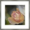 The Glass Rose Framed Print