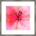 Pink Hibiscus Framed Print