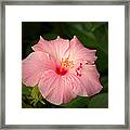 Pink Hibiscus Framed Print